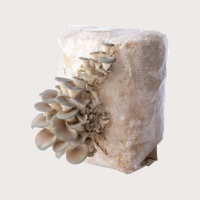 Gourmet Mushroom Fruiting Blocks (6lb)